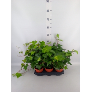 Hedera alger. 'Montgomery'