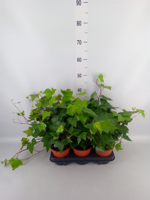 <h4>Hedera alger. 'Montgomery'</h4>