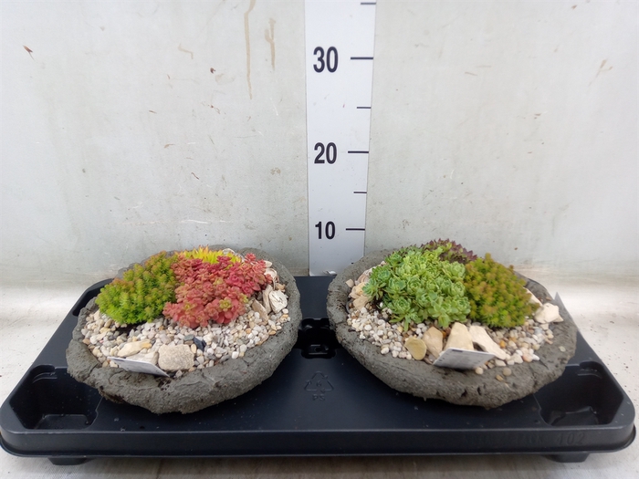 <h4>Arr.   Tuinplanten L%</h4>
