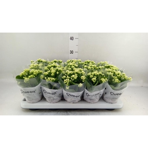Kalanchoe blos. 'RosFlow Sia'