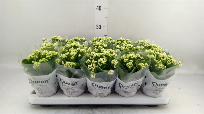 <h4>Kalanchoe blos. 'RosFlow Sia'</h4>