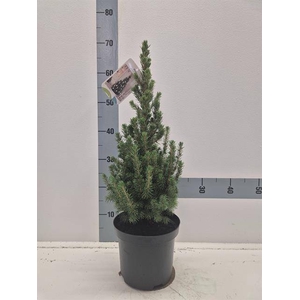 PICEA GL CONICA