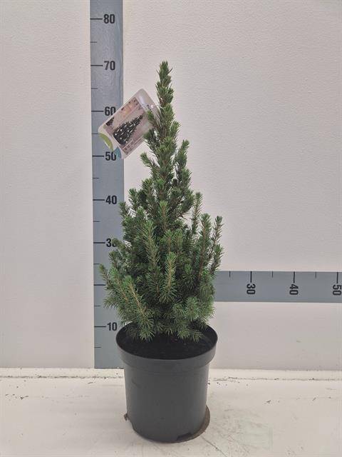 <h4>PICEA GL CONICA</h4>