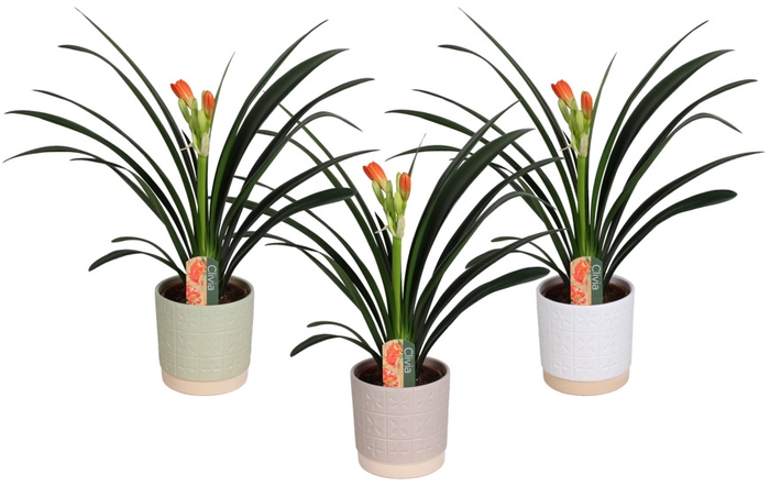 <h4>Clivia Miniata Keramiek Julia</h4>