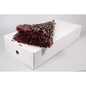 Leucadendron Safari Sunset