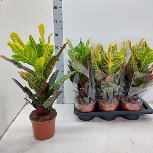 Codiaeum var. Excellent