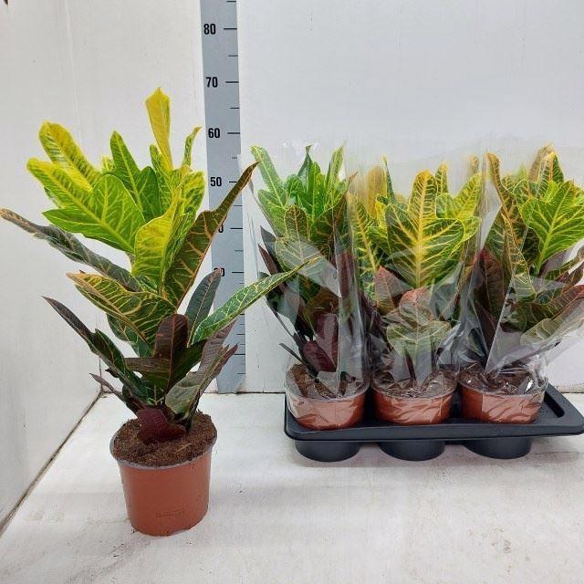 <h4>Codiaeum var. Excellent</h4>