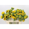 Helianthus Orange Fire