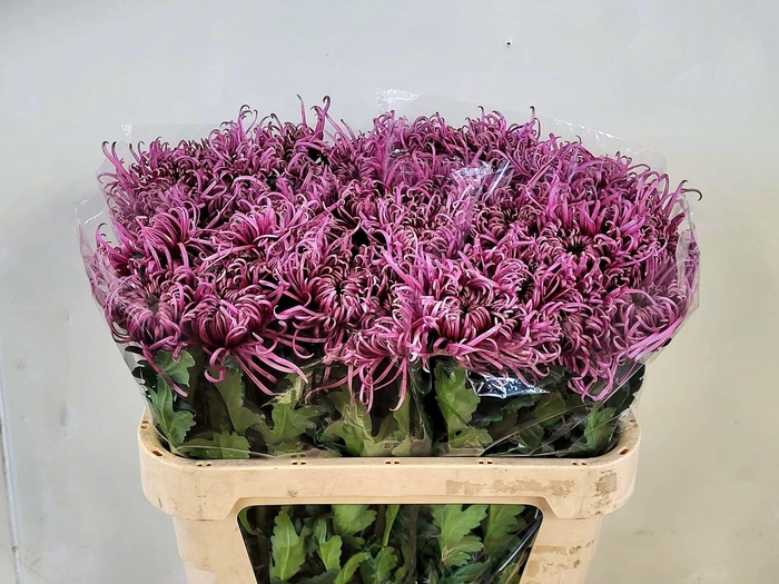 <h4>CHR G SARATOV</h4>