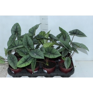 ALOCASIA PLATINUM P12