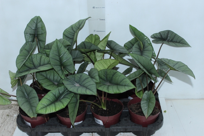 <h4>ALOCASIA PLATINUM P12</h4>