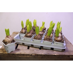 arr8 Hyacin White Pearl