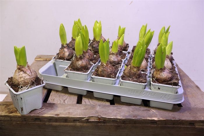 <h4>arr8 Hyacin White Pearl</h4>