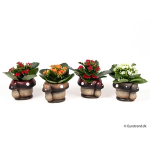 KALANCHOE BLOSSF P6 E 3118