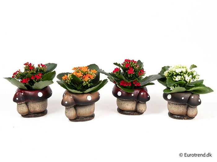 <h4>KALANCHOE BLOSSF P6 E 3118</h4>