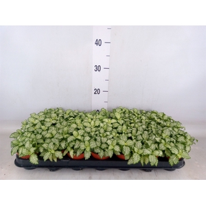 Fittonia  'Mosaic White Tiger'