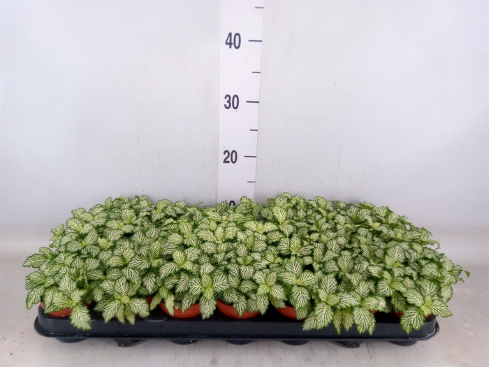 <h4>Fittonia  'Mosaic White Tiger'</h4>