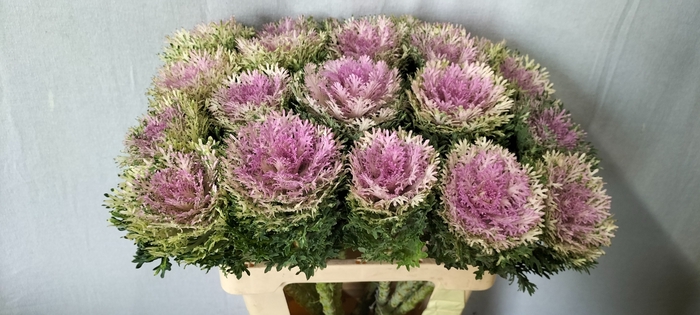 <h4>BRASS CRANE KING</h4>