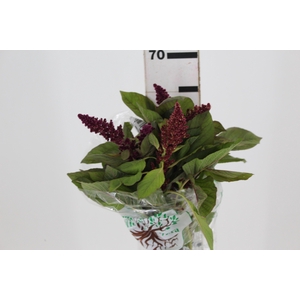 AMARANTHUS D. VINHO 060 CM VINHO