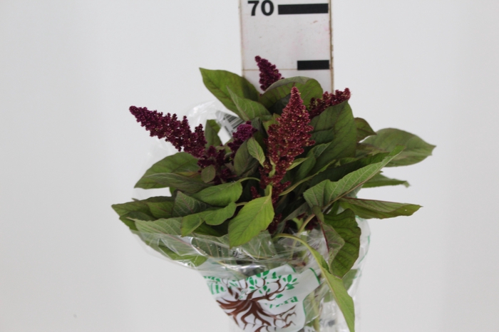 <h4>AMARANTHUS D. VINHO 060 CM VINHO</h4>