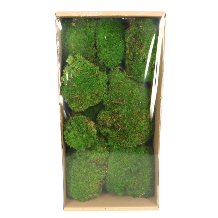 <h4>Preserved Mos 7-15cm x10</h4>