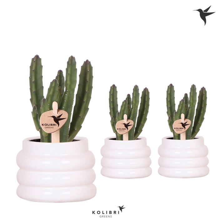 <h4>Kolibri Greens Stapelia Leendertziae in Bubble pot white</h4>