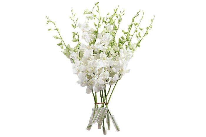 <h4>Dendrobium White</h4>