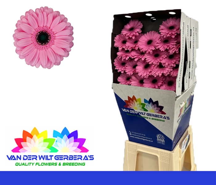 <h4>Germini Talent Diamond</h4>