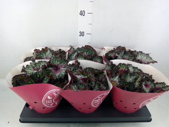 <h4>Begonia BD 'Purple Blush'</h4>