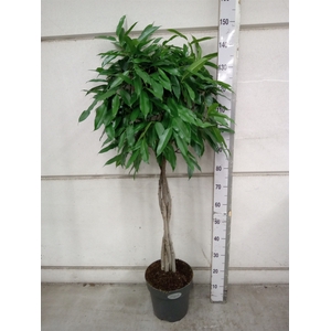 Ficus binn. 'Amstel King'