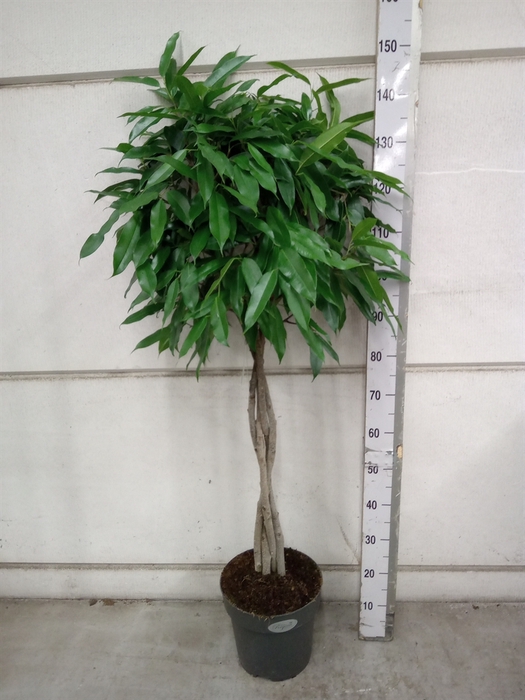 <h4>Ficus binn. 'Amstel King'</h4>