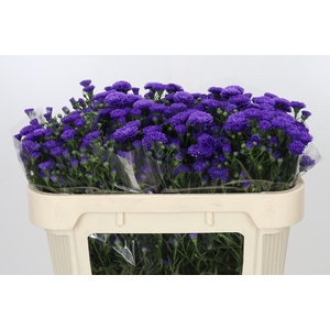 Aster Astee Dark Milka