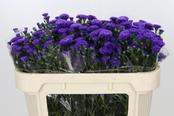 <h4>Aster Astee Dark Milka</h4>