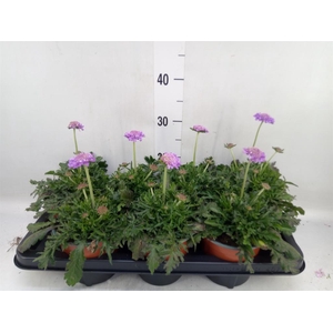 Scabiosa columb. 'Butterfly Blue'