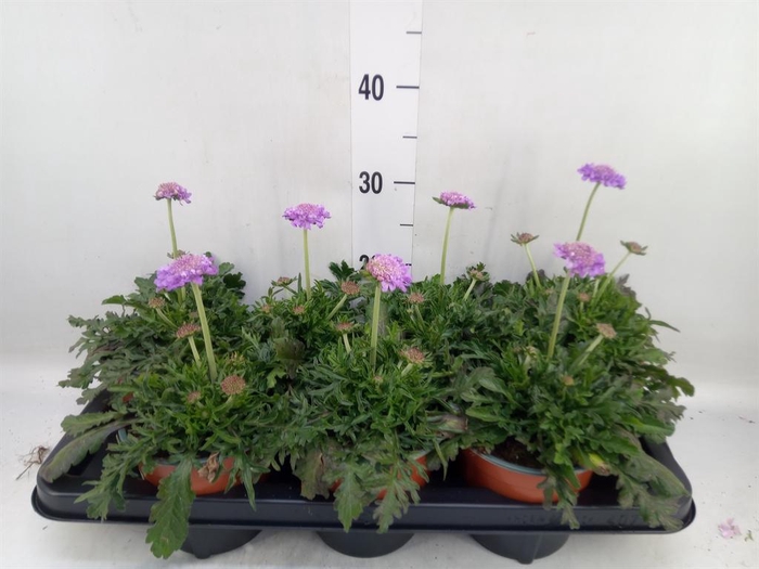 <h4>Scabiosa columb. 'Butterfly Blue'</h4>