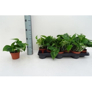 Epipremnum pinn. 'Aureum'