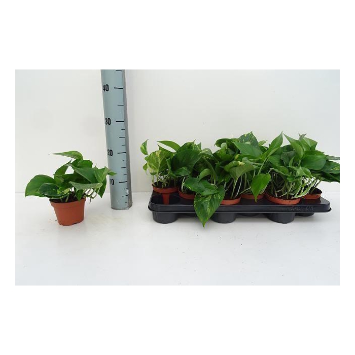 <h4>Epipremnum pinn. 'Aureum'</h4>
