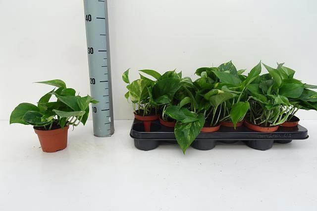 Epipremnum pinn. 'Aureum'
