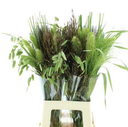 <h4>Siergras Mix</h4>