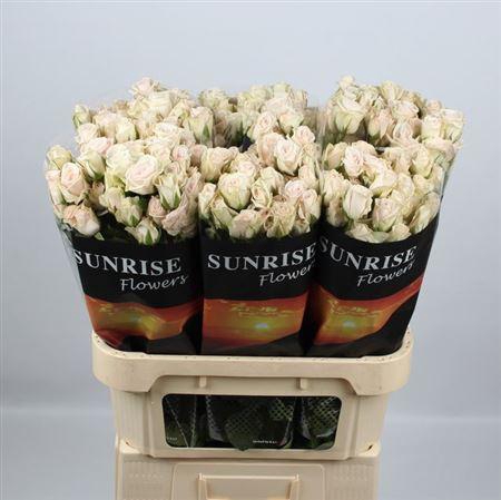 <h4>R Tr Royal Porcelina</h4>