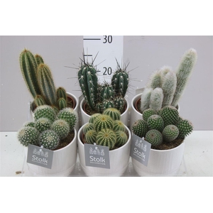 Cactus Gemengd Liv Keramiek
