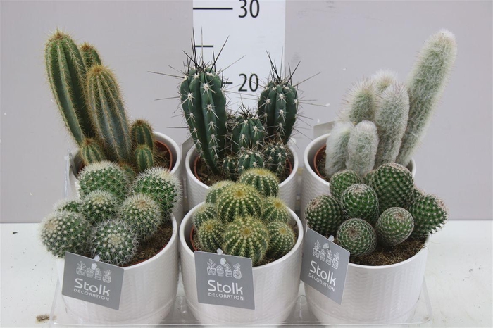 <h4>Cactus Gemengd Liv Keramiek</h4>