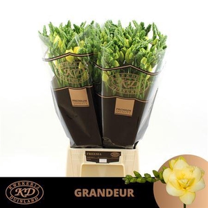 Fr Du Grandeur Creme / Yellow