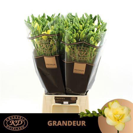 <h4>Fr Du Grandeur Creme / Yellow</h4>