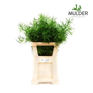 Snijgroen Asp Falcatus 60cm