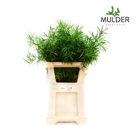 <h4>Snijgroen Asp Falcatus 60cm</h4>