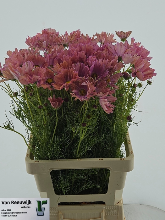 <h4>COSMOS BIPINNATUS</h4>