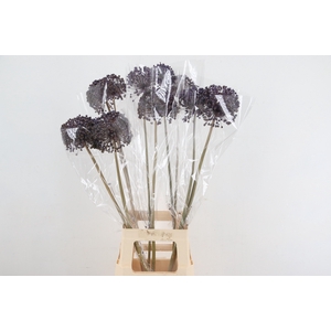 DF Allium Paint Milka