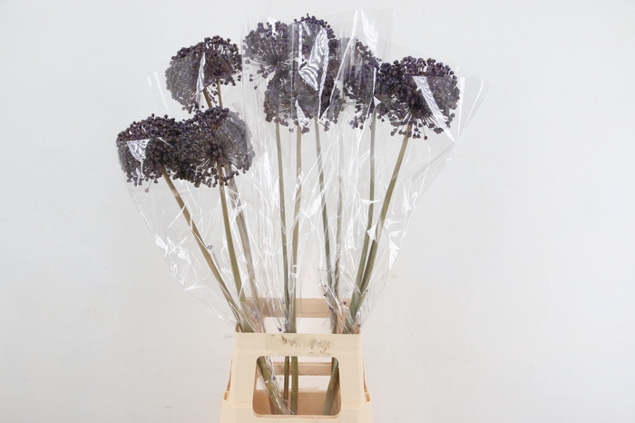 <h4>DF Allium Paint Milka</h4>