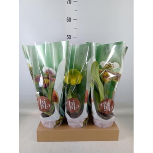 Paphiopedilum  'Amerikaanse hybrid'